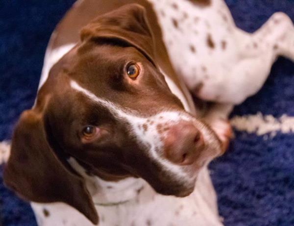 /images/uploads/southeast german shorthaired pointer rescue/segspcalendarcontest2019/entries/11723thumb.jpg